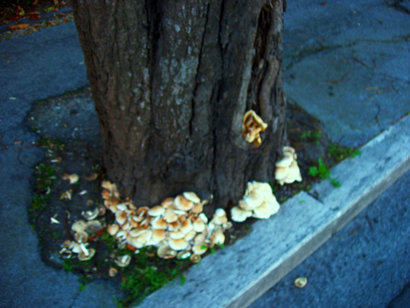 ippocastanello, ovvero piopparello di ippocastano